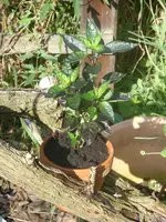 Garten 024.webp