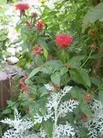 Garten 025.webp