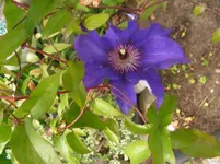 Clematis1.webp
