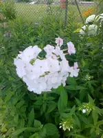 Juli2010 (30).webp