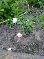 Juli2010 (3).webp