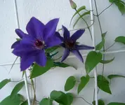 Waldrebe 006.webp