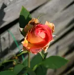 Fantasia Mandiole erste Blüte.webp