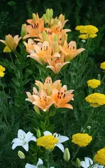 Lilien und Schafgarbe.webp