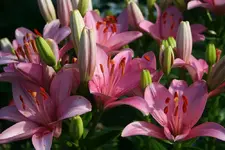 rosafarbene Lilien2.webp