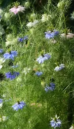 Spinnenblume.webp