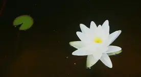 DW erste Blüte.webp