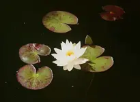 TD zweite Blüte und eine weitere Knospe.webp