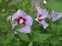 IMGP0088.webp