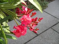 IMGP0093.webp