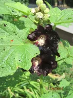 Bild 146.webp