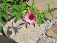 Bild 148.webp