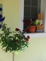 CIMG7847.webp