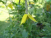 IMGP2882.webp