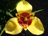DSC00542.webp