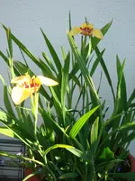 DSC00541.webp