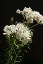 06.webp