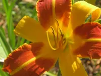 031.webp