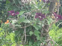 068.webp