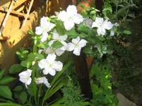 057.webp