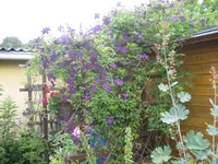 060.webp