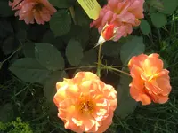 038.webp