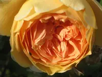 041.webp