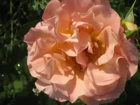 050.webp