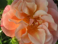 052.webp