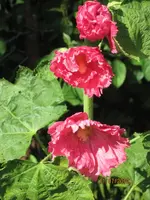 Bild 151.webp