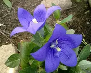 ballonblume11072010.webp