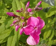 phlox11072010.webp