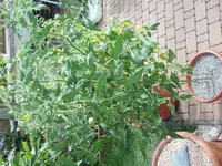 P7110006.webp