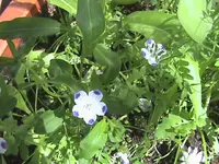 11.07.2010 005.webp