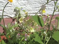 11.07.2010 007.webp