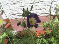 11.07.2010 008.webp