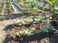 Garten 025.webp