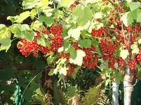 Garten 030.webp