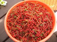 Garten 034.webp