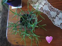 photosivan 335.webp