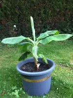 Musa Double Mahoi1.webp