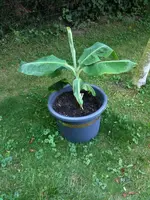 Musa Double Mahoi2.webp