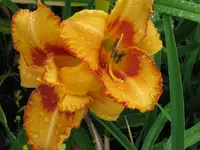IMG_designer gold_1024x768.webp