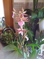11.07.10-1 001.webp