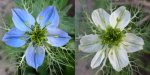 Nigella damascena.jpg