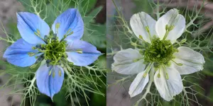 Nigella damascena.webp