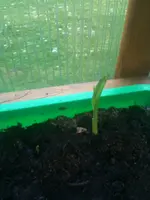 Mini Bananen.webp
