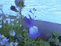 11.07.2010 014.webp