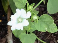 garten 227.webp