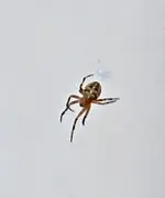 Kreuzspinne 3.webp